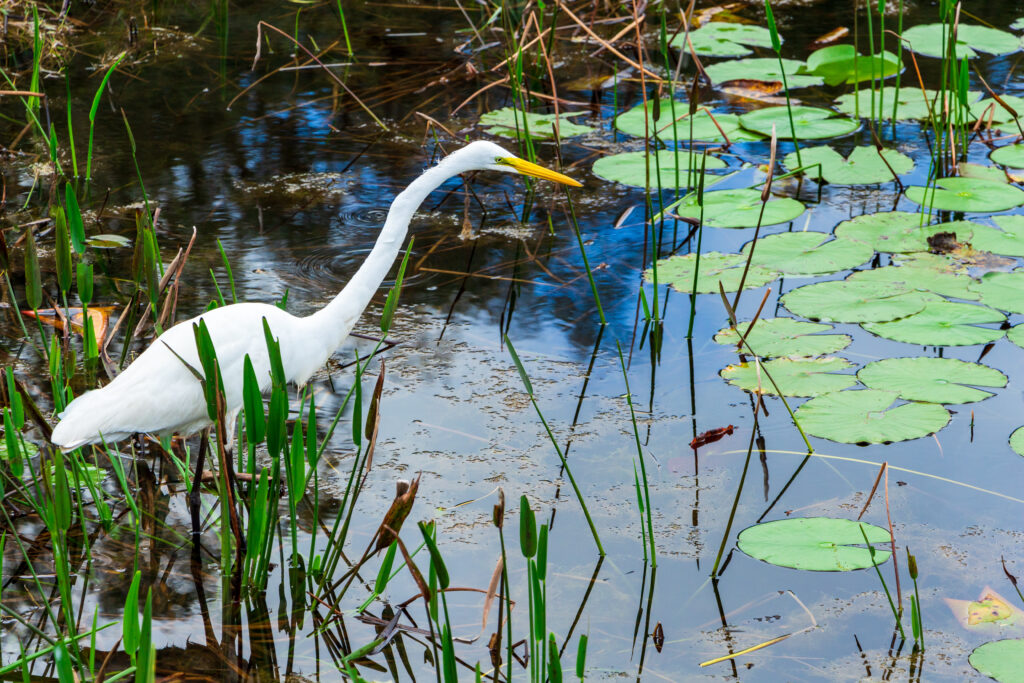 How Proper Waste Disposal Helps Protect South Florida’s Wildlife